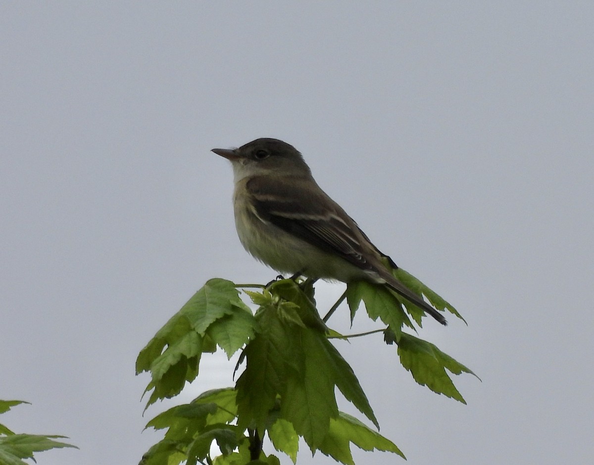 Alder Flycatcher - Michelle Bélanger