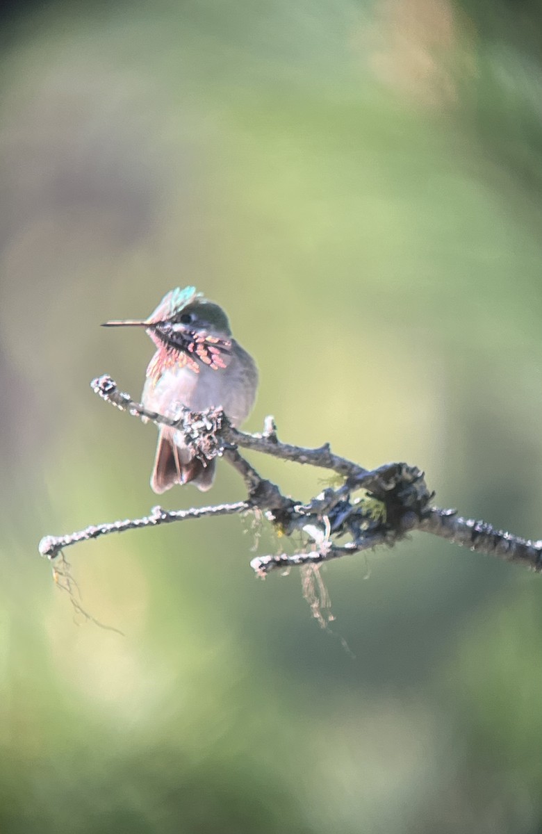 Calliope Hummingbird - Pam Cahn