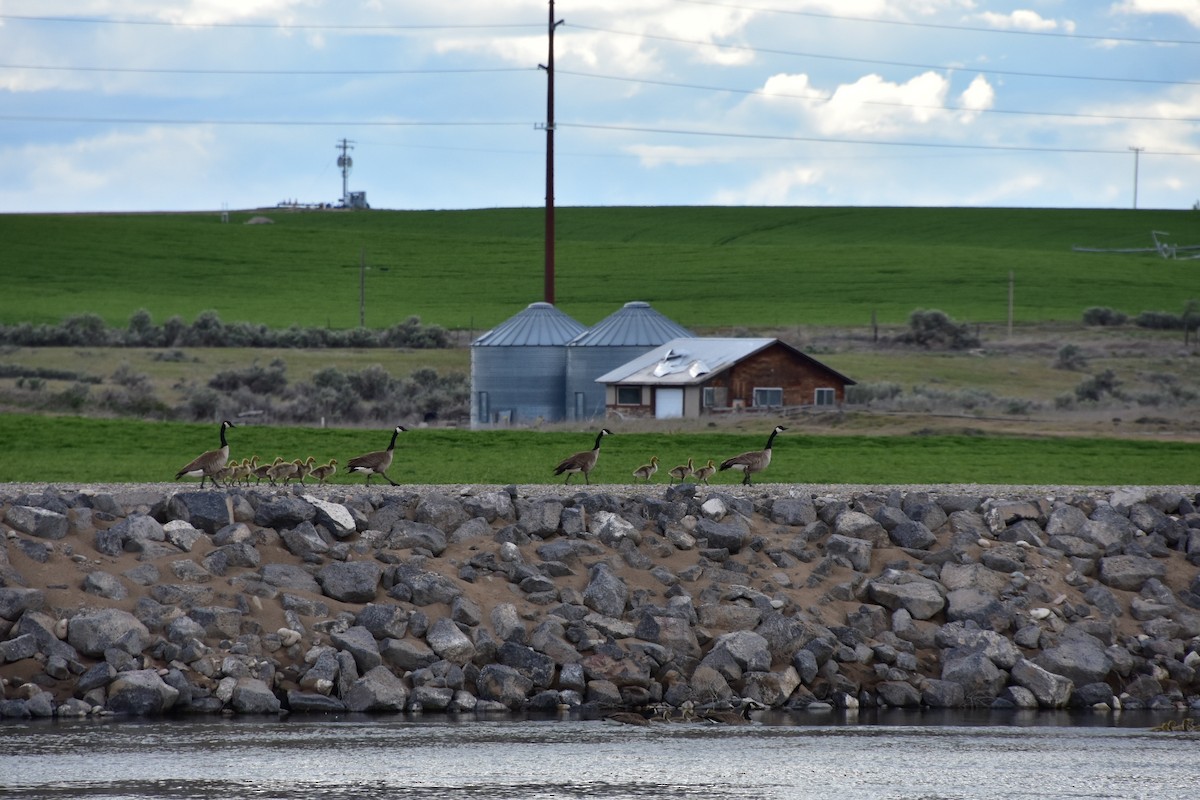 Canada Goose - ML619511683