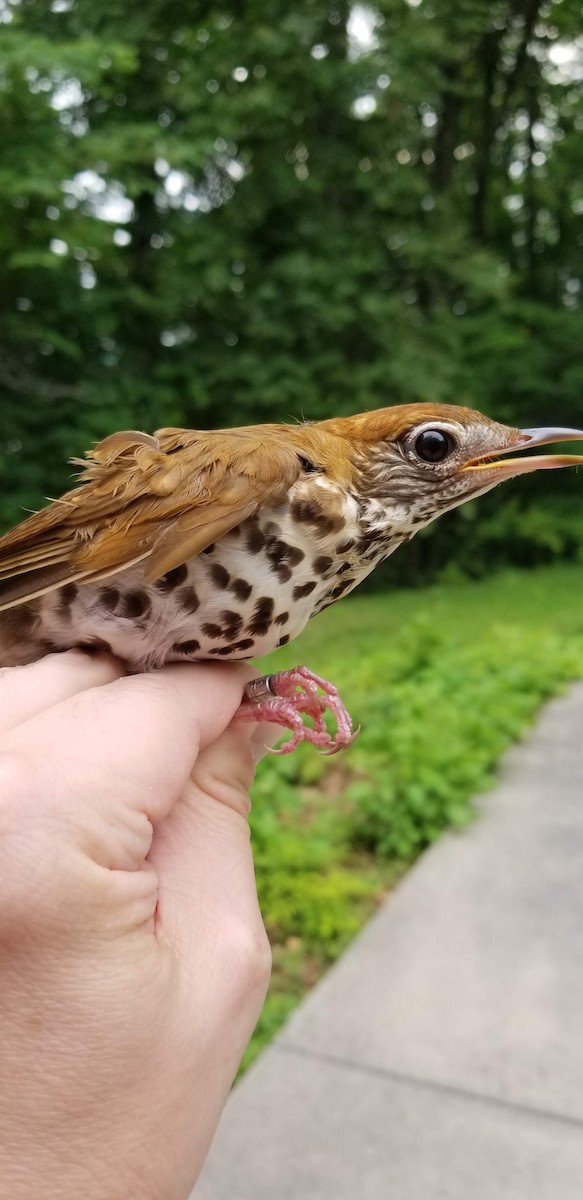 Wood Thrush - David DesRochers