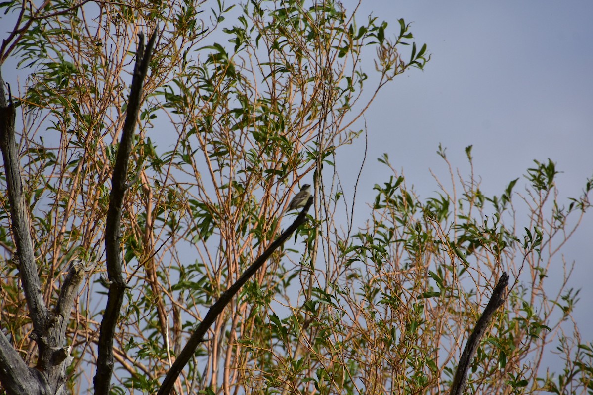 Hammond's Flycatcher - ML619511703