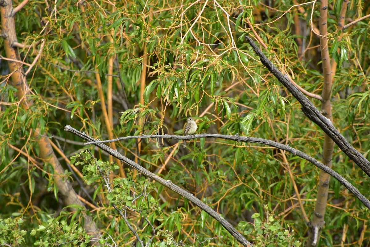 Dusky Flycatcher - Tyler Jensen