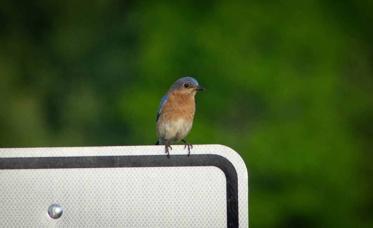 Eastern Bluebird - Dan Young