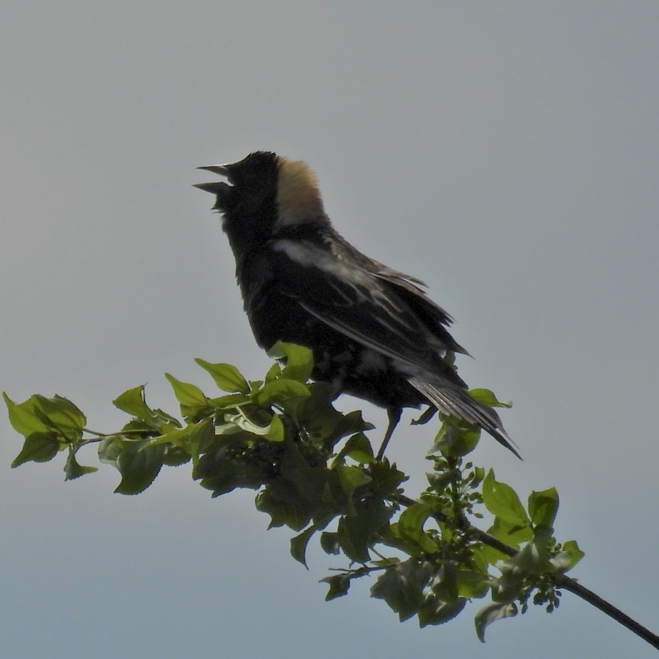 Bobolink - Deb Diane