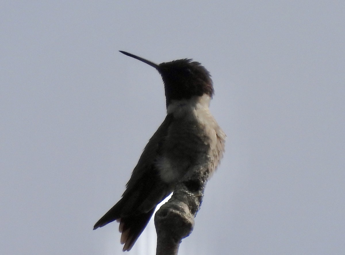 Ruby-throated Hummingbird - Michelle Bélanger