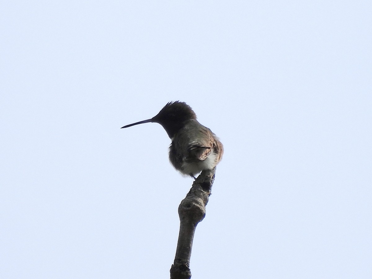 Ruby-throated Hummingbird - Michelle Bélanger