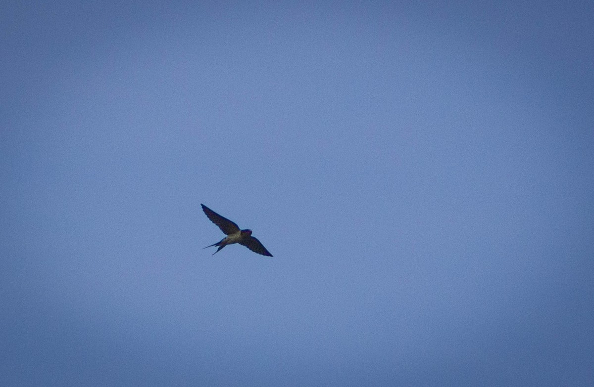 Barn Swallow - ML619511718