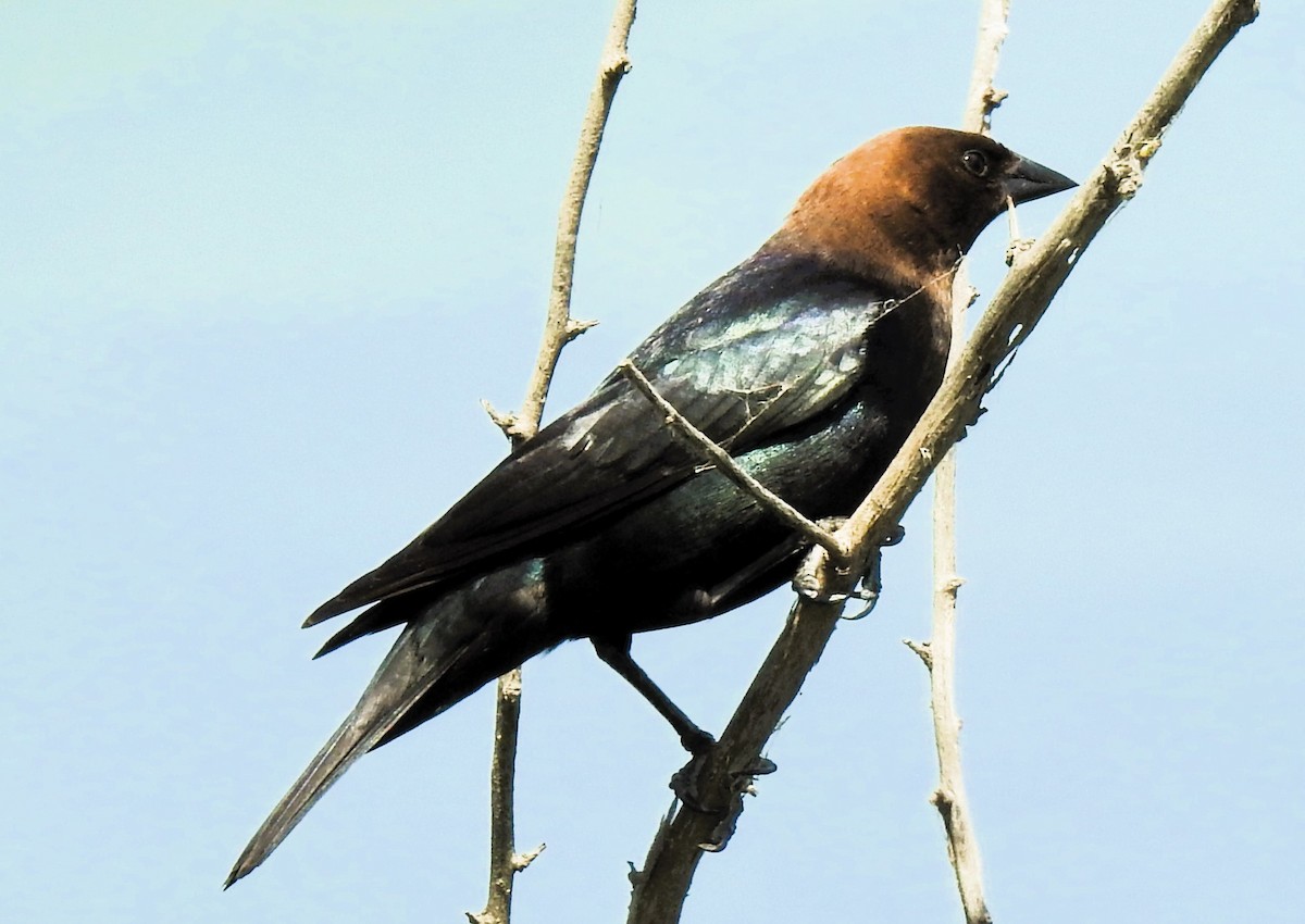 Brown-headed Cowbird - Elke Davis