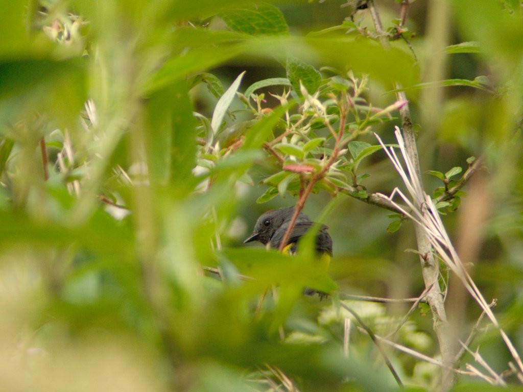 Slate-throated Redstart - carlos riaga