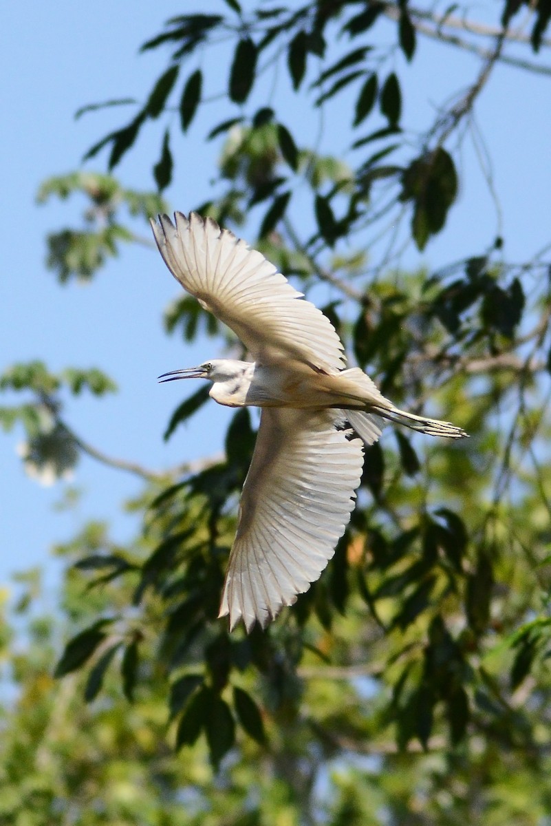 Little Blue Heron - Ragupathy Kannan