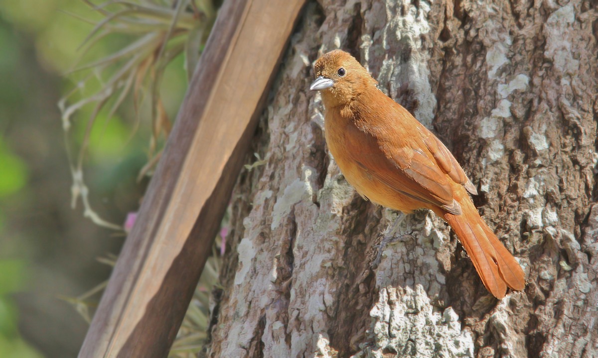 White-lined Tanager - ML619511739