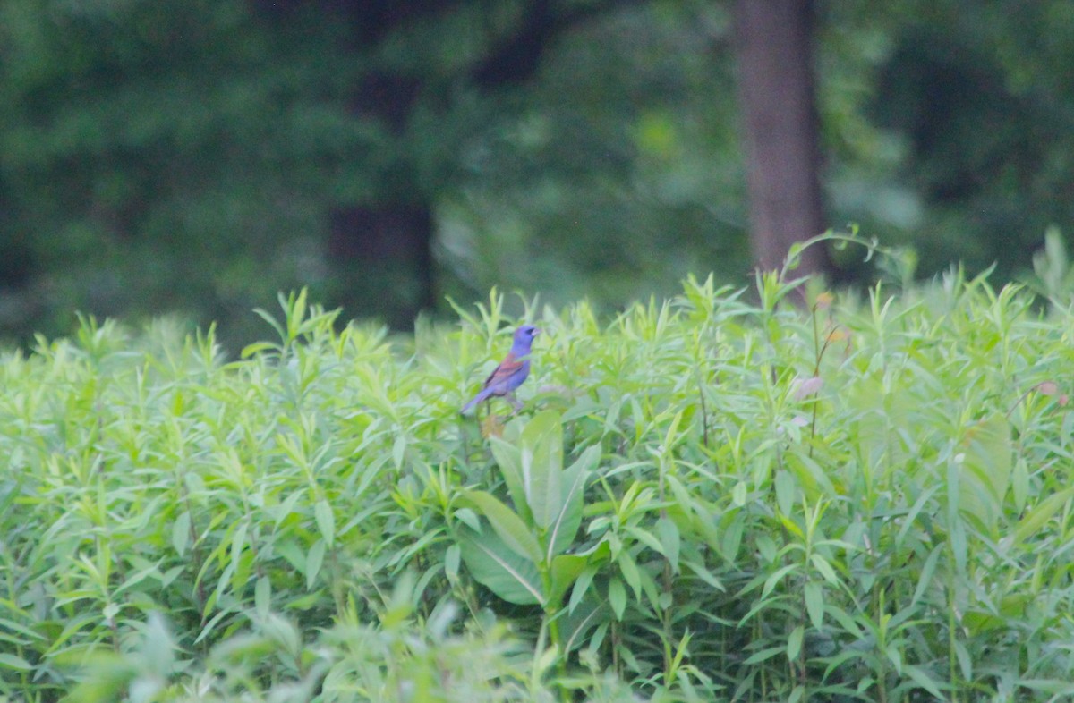 Blue Grosbeak - Samuel Perloff