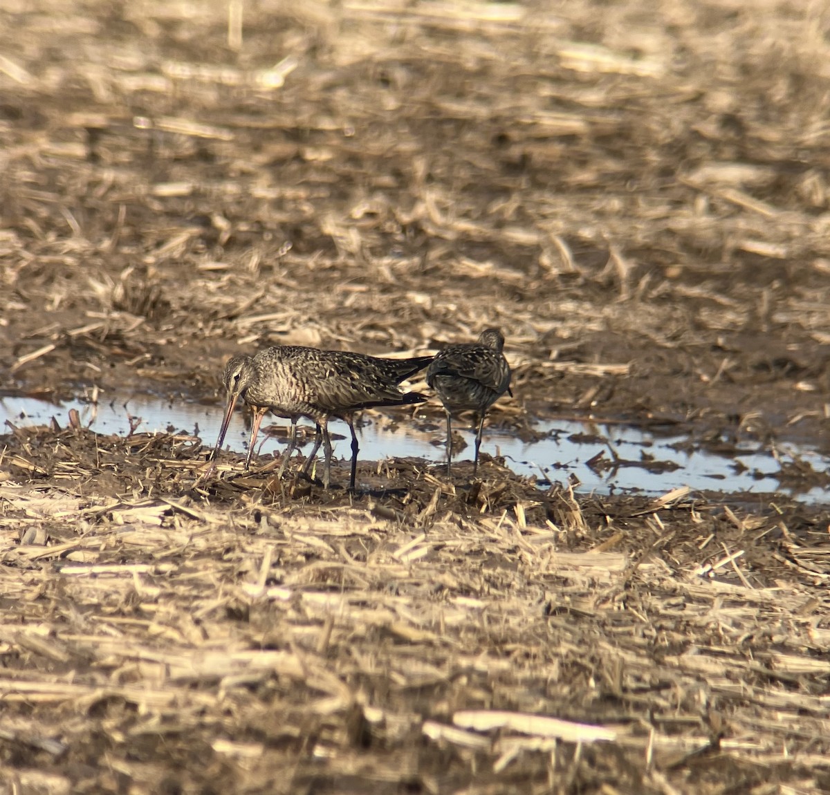 Hudsonian Godwit - ML619511745