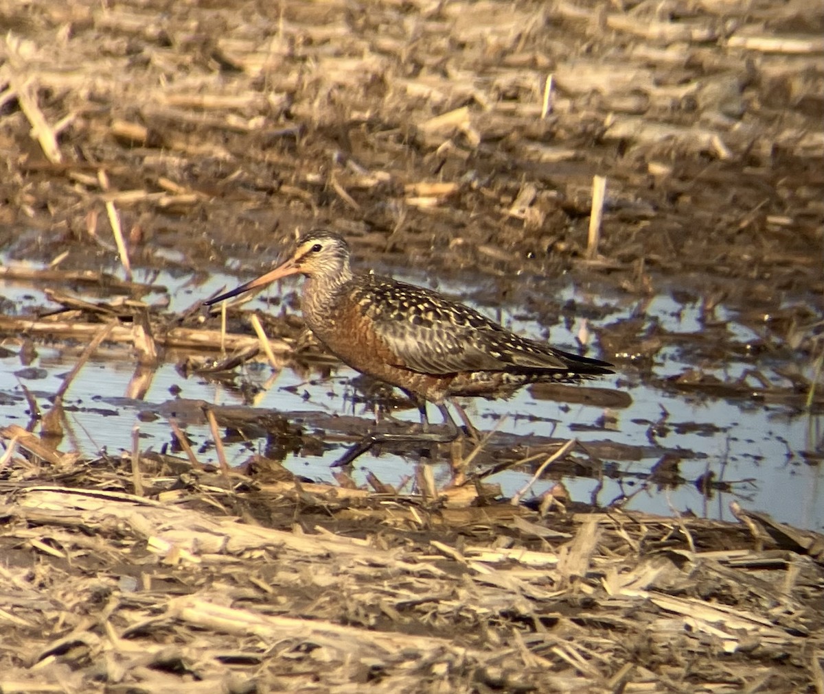 Hudsonian Godwit - Patrick Papiernik