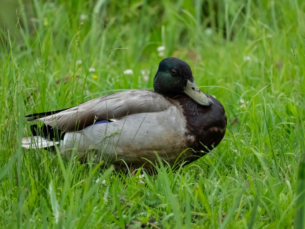 Mallard - Anthea Gotto