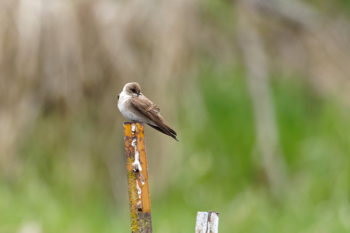 Northern Rough-winged Swallow (Northern) - Braydon Luikart