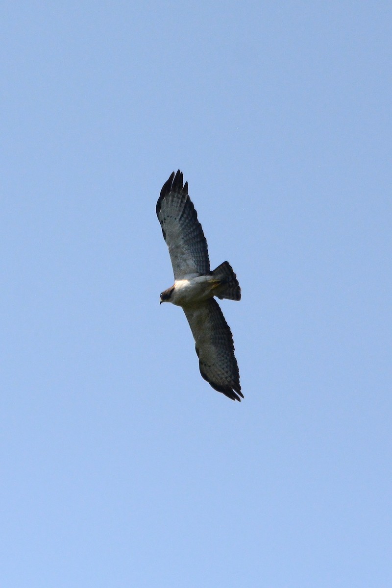 Short-tailed Hawk - Ragupathy Kannan