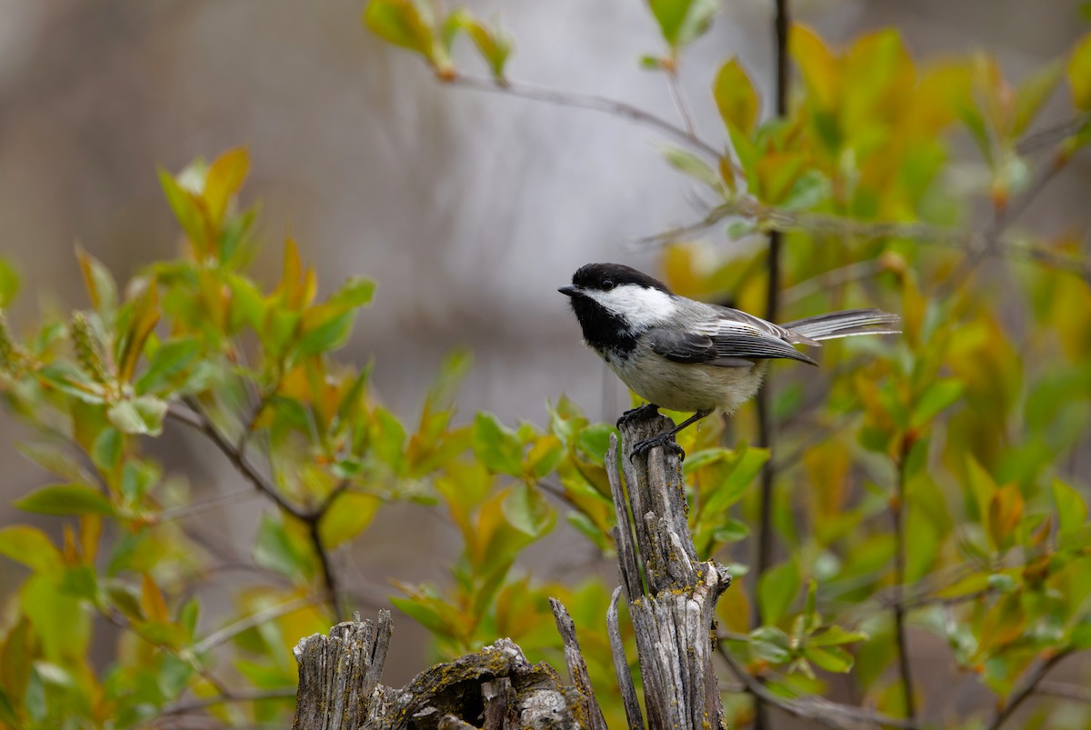 Black-capped Chickadee - Braydon Luikart