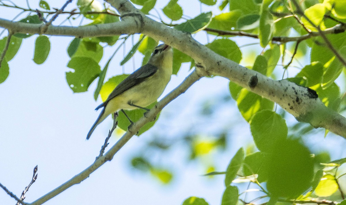 Red-eyed Vireo - Matt M.