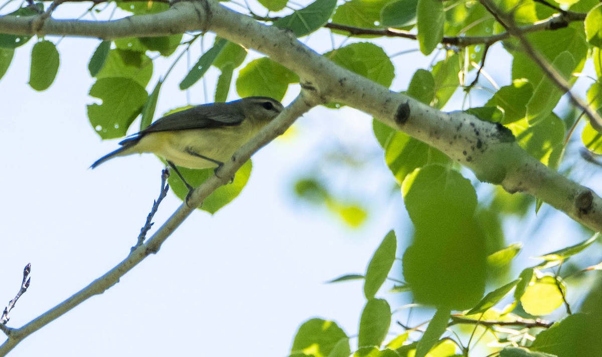 Red-eyed Vireo - Matt M.