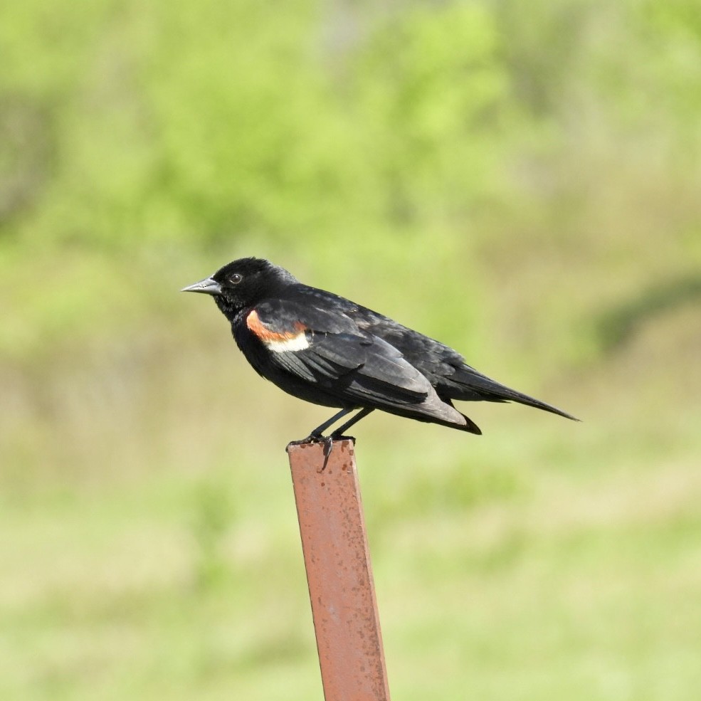 Red-winged Blackbird - Deb Diane