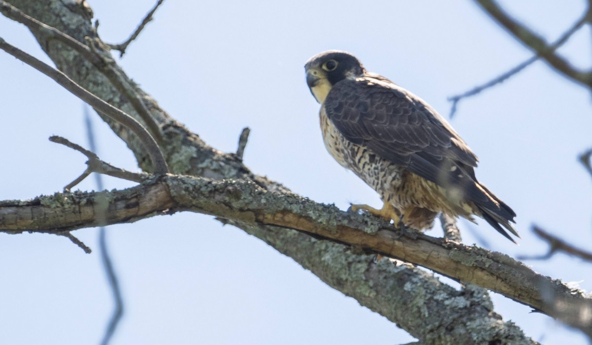 Peregrine Falcon - Matt M.