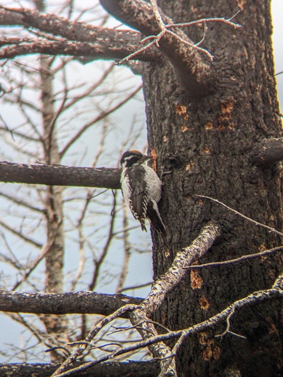 American Three-toed Woodpecker - Reder Daughenbaugh