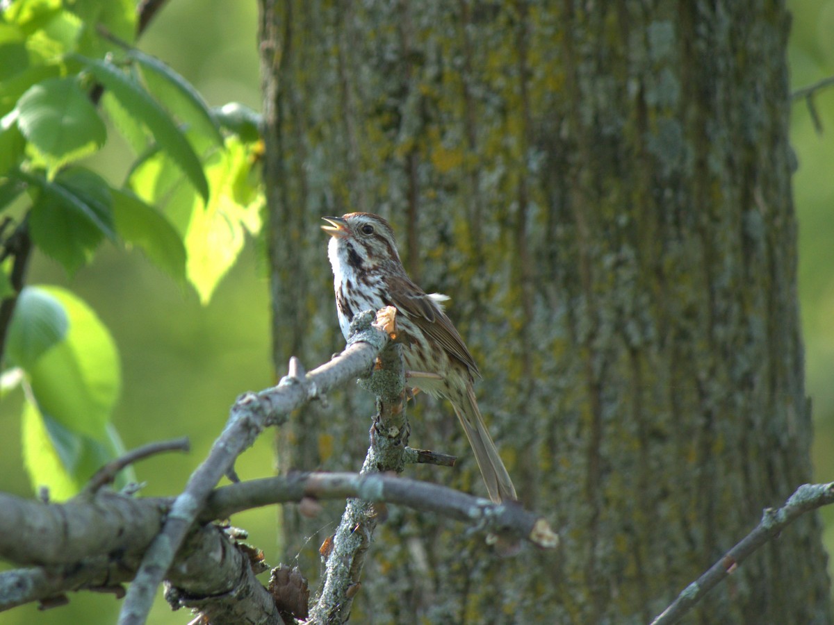 Song Sparrow - Lucas Cuffaro