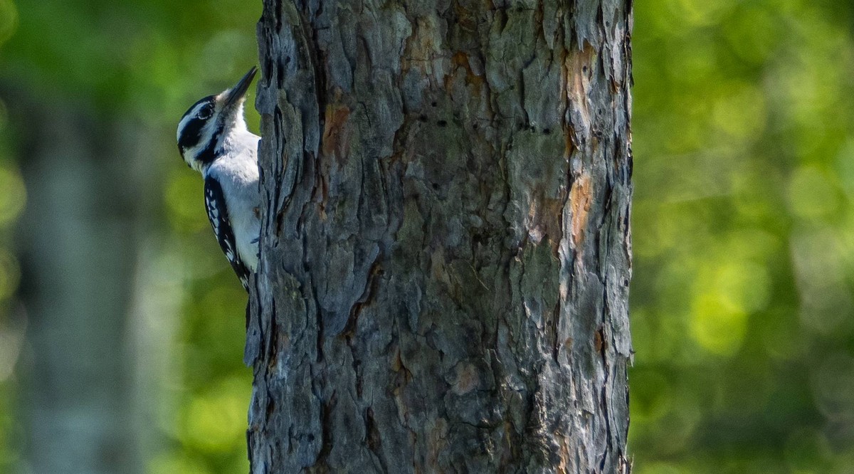 Hairy Woodpecker - Matt M.