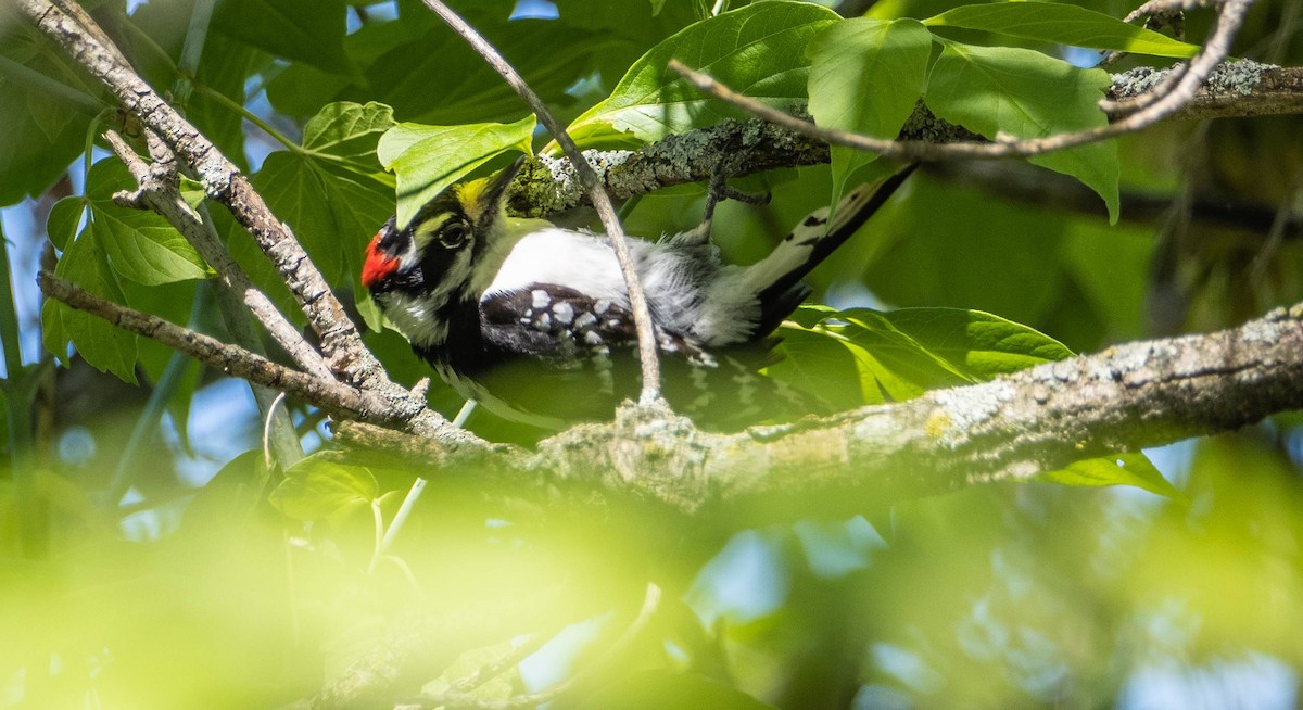 Downy Woodpecker - Matt M.