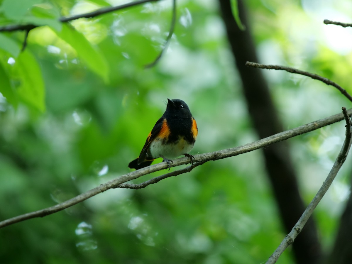 American Redstart - Lucas Cuffaro