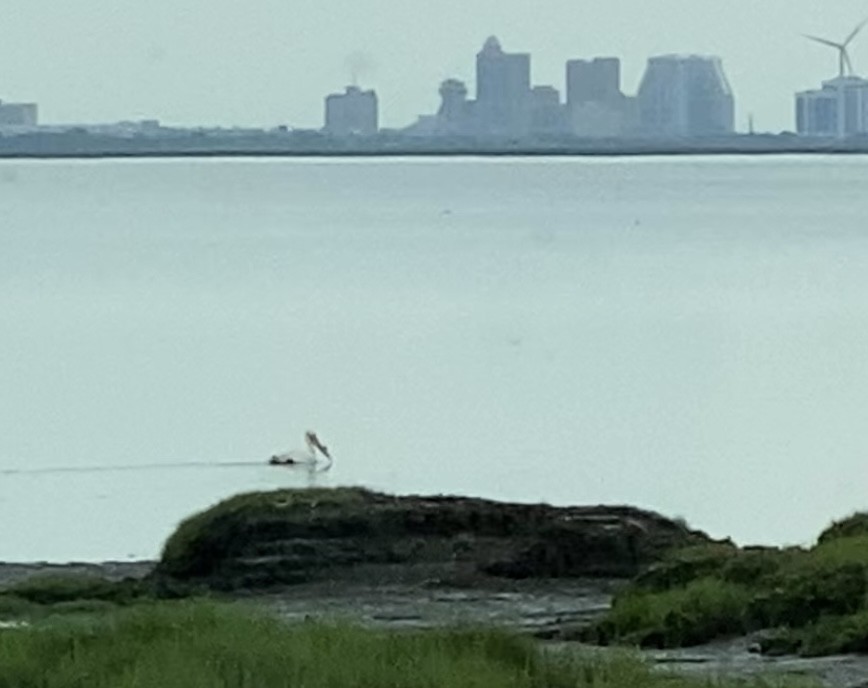 American White Pelican - Anonymous