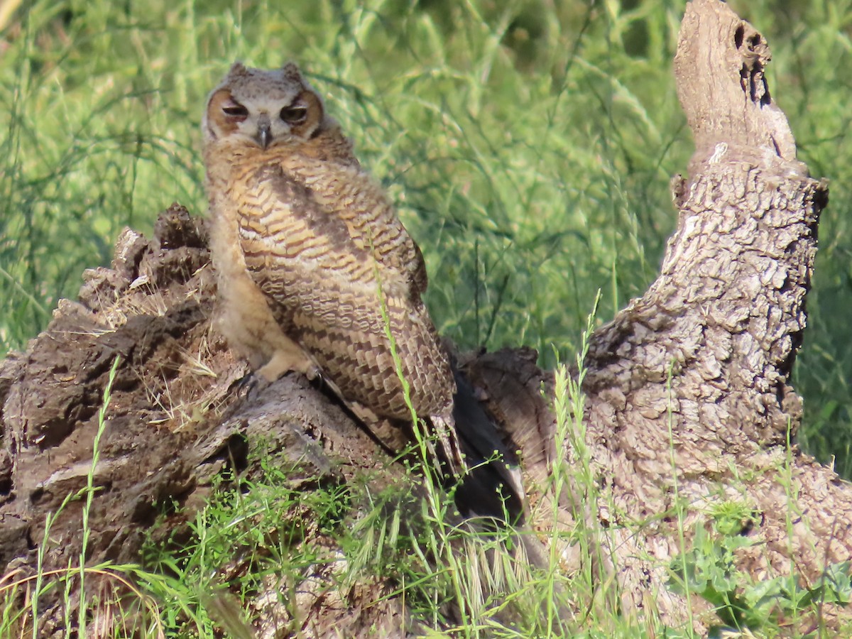 Great Horned Owl - Sharon Rasmussen