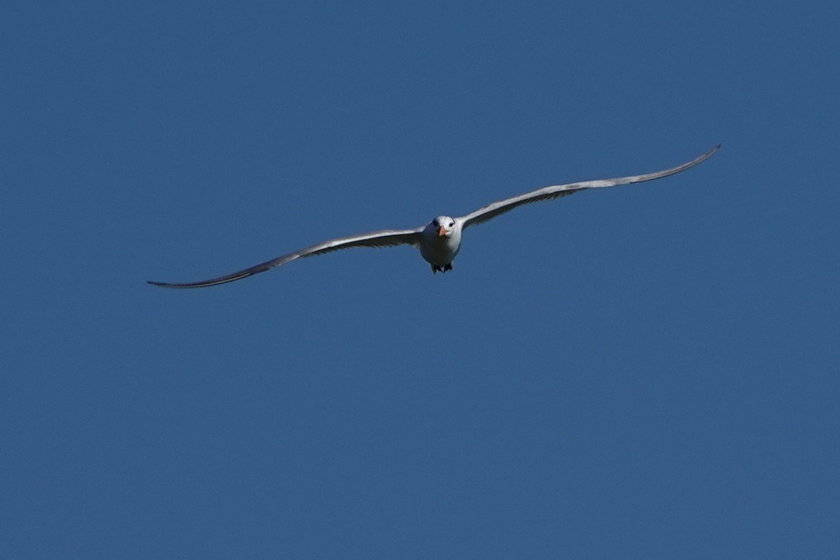 Royal Tern - Gisele Russano