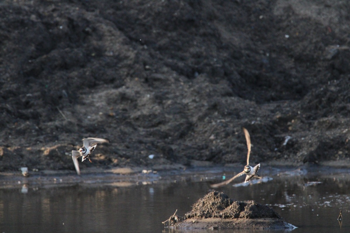 Semipalmated Plover - Kevin Wistrom