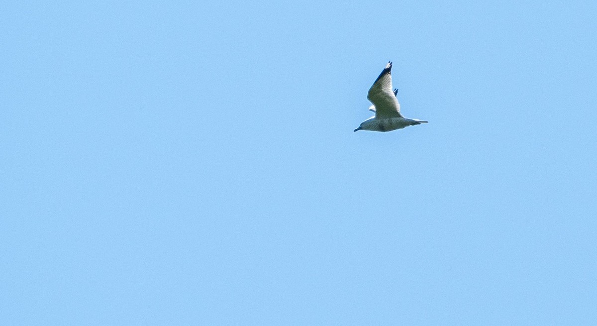 Ring-billed Gull - Matt M.