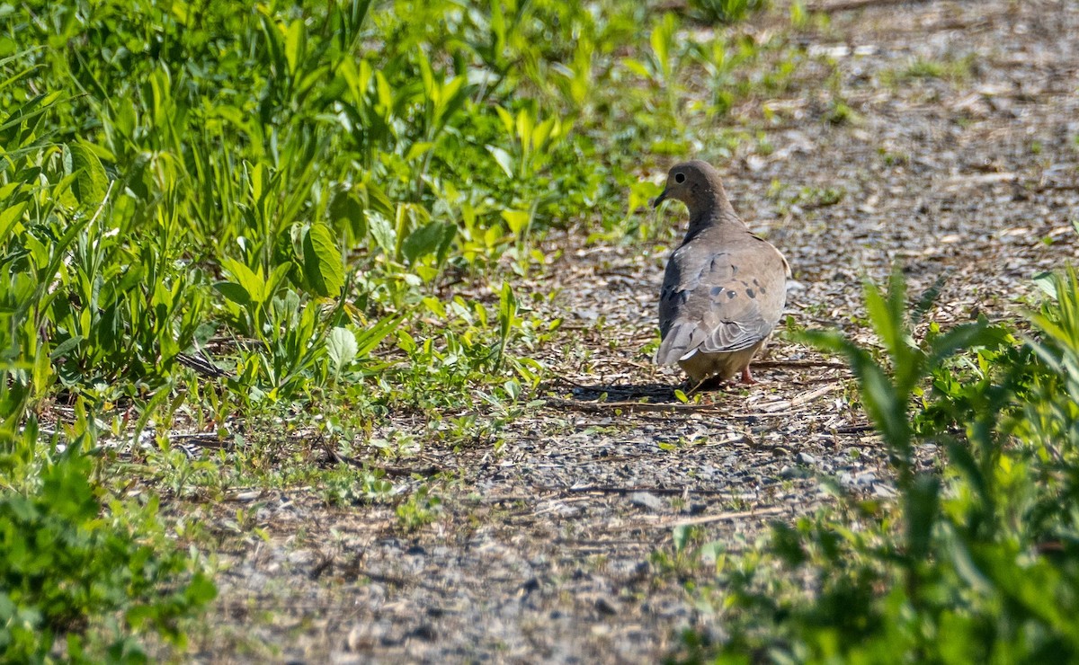 Mourning Dove - Matt M.