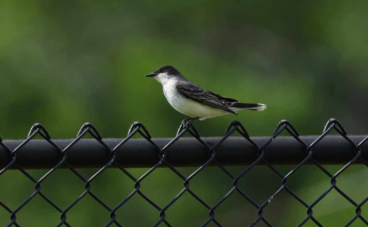 Eastern Kingbird - Grace Simms  🐦‍⬛