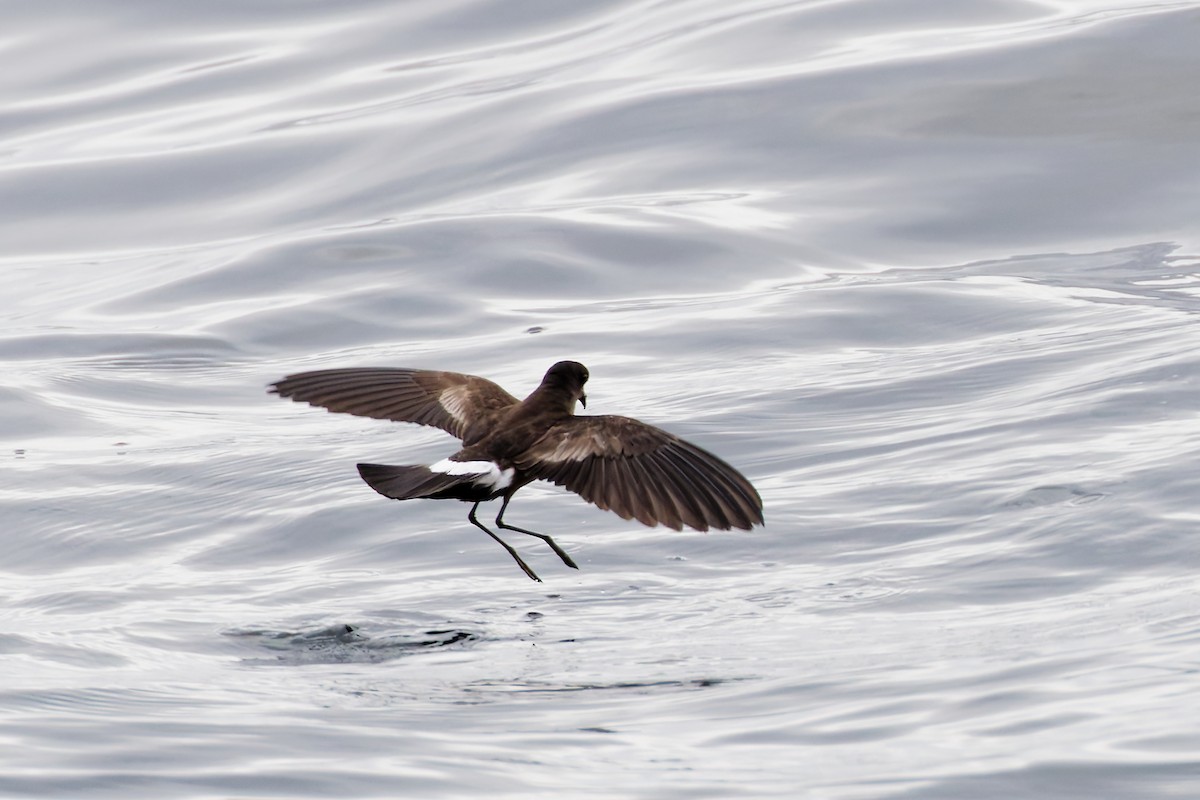 Wilson's Storm-Petrel - Robert Doster