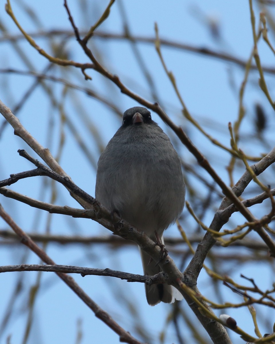 Dark-eyed Junco (Gray-headed) - Laurens Halsey