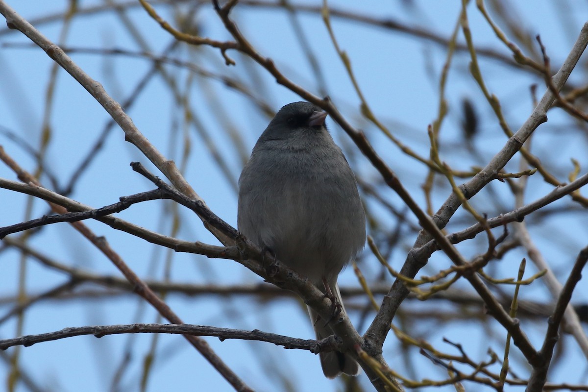 Dark-eyed Junco (Gray-headed) - Laurens Halsey