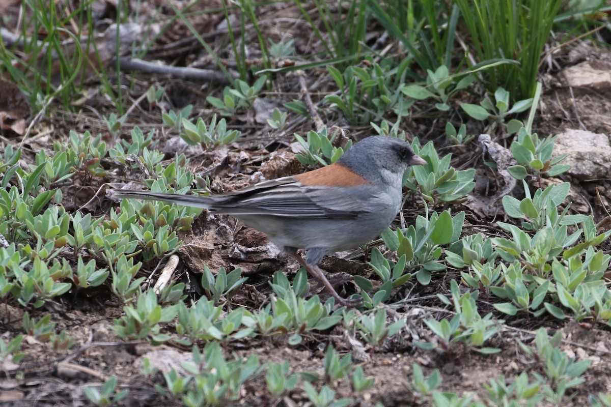 Dark-eyed Junco (Gray-headed) - Laurens Halsey