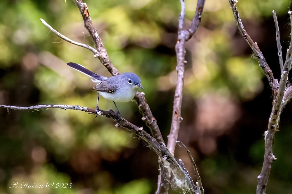 Blue-gray Gnatcatcher - Paul Roisen