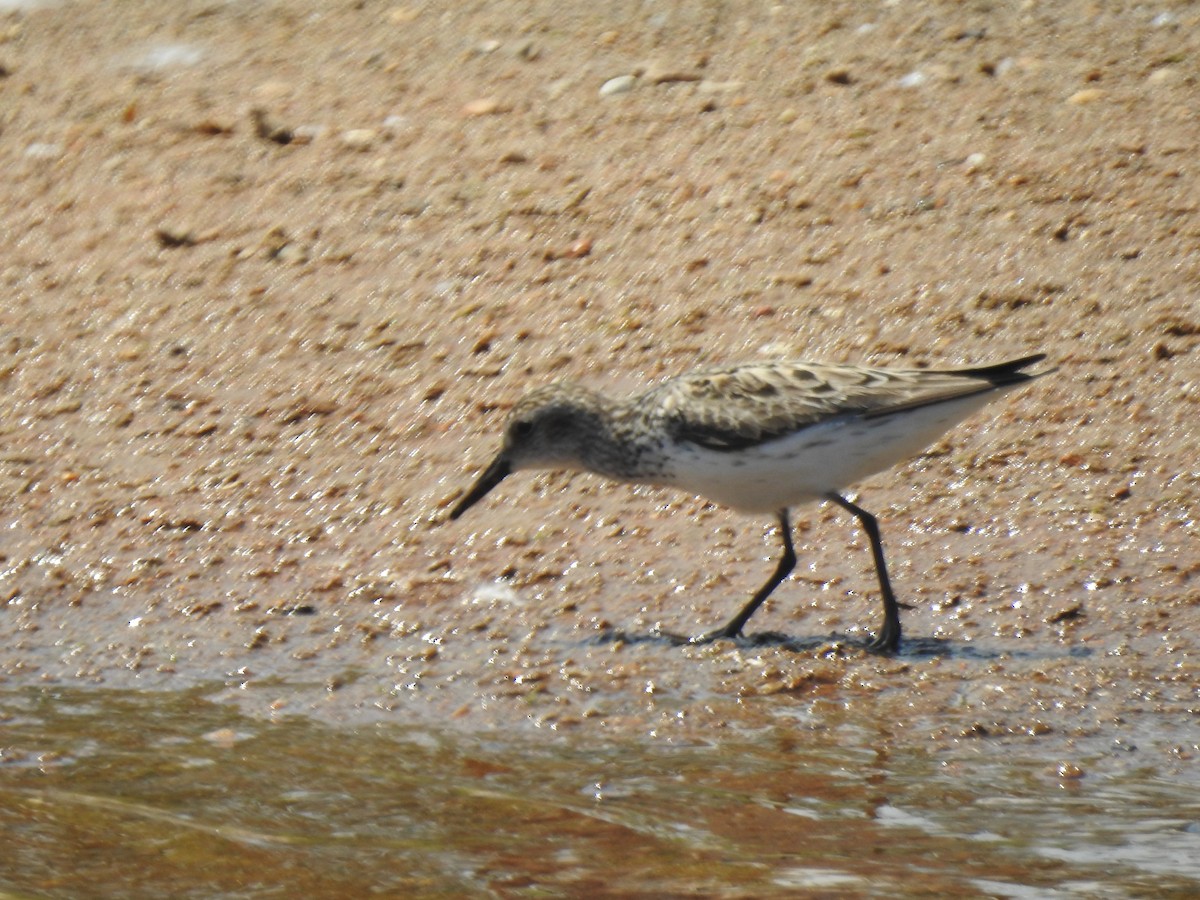 shorebird sp. - Janet Pellegrini