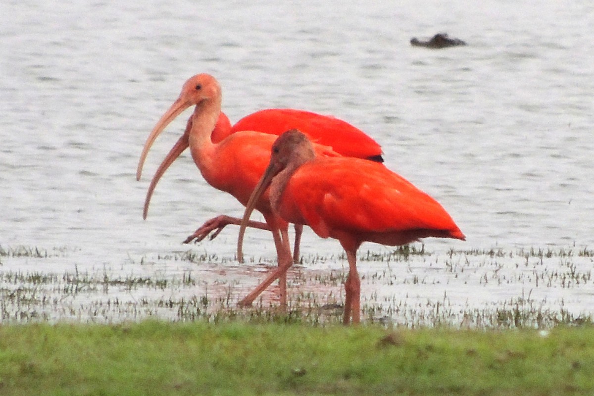 Scarlet Ibis - Licinio Garrido Hoyos