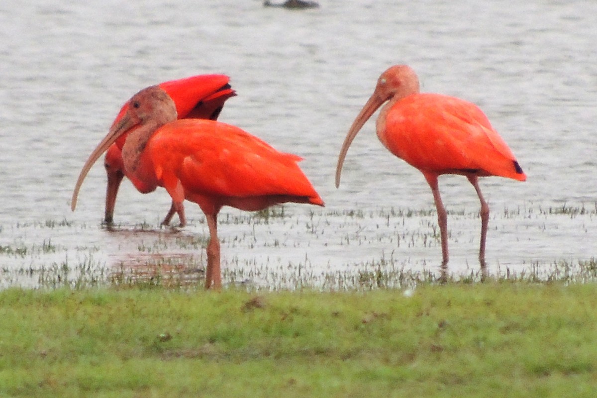 Scarlet Ibis - Licinio Garrido Hoyos