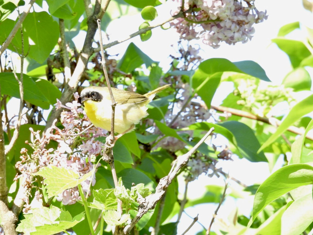 Common Yellowthroat - Deb Diane