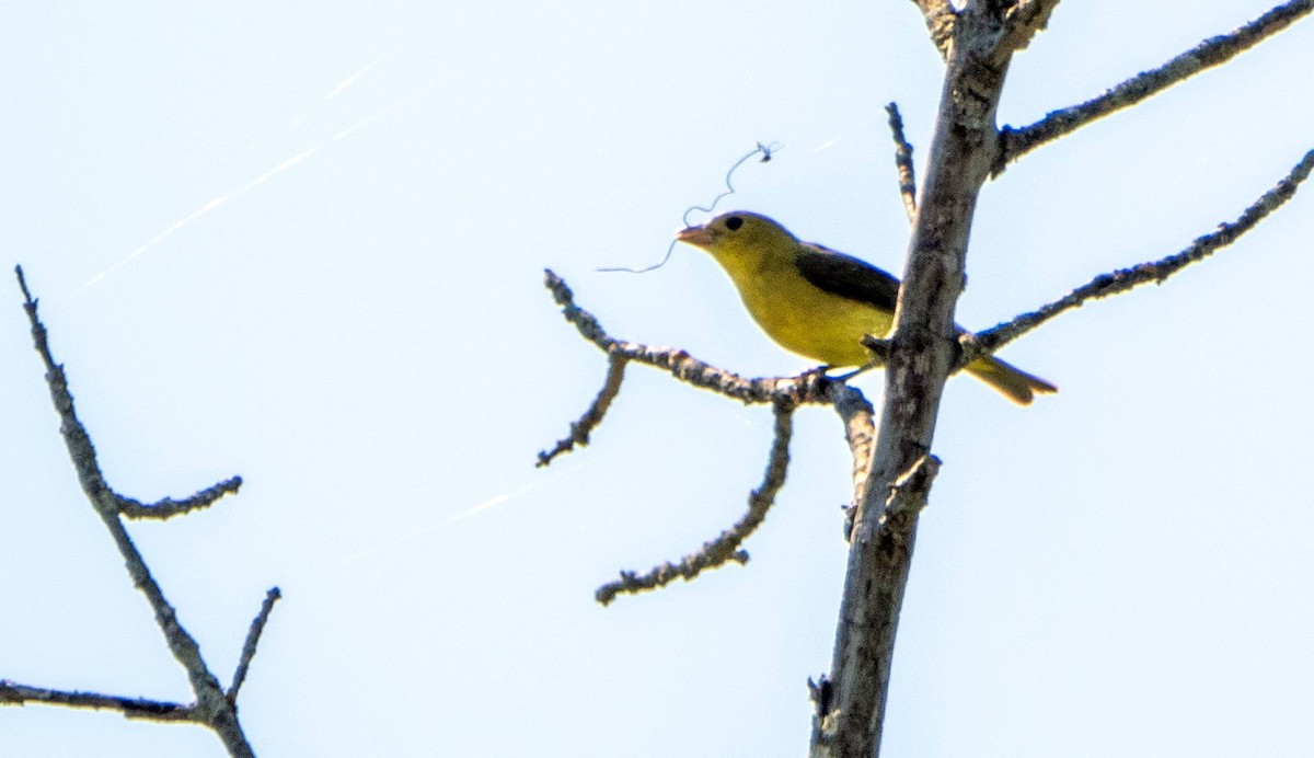 Scarlet Tanager - Matt M.