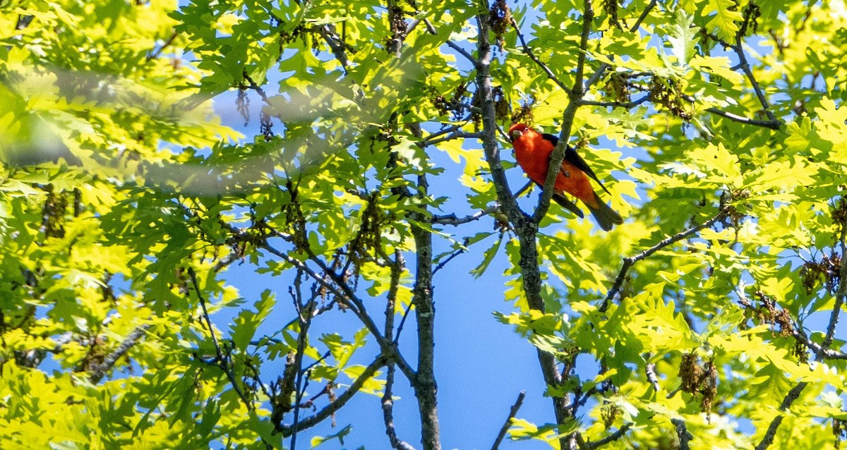 Scarlet Tanager - Matt M.