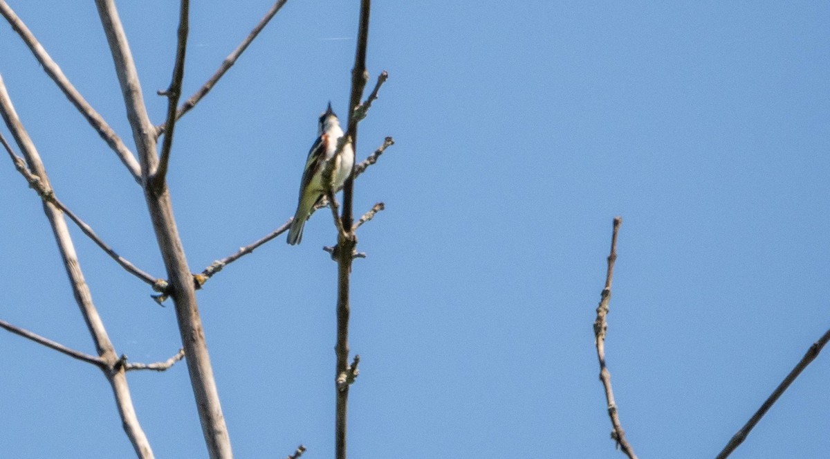 Chestnut-sided Warbler - Matt M.